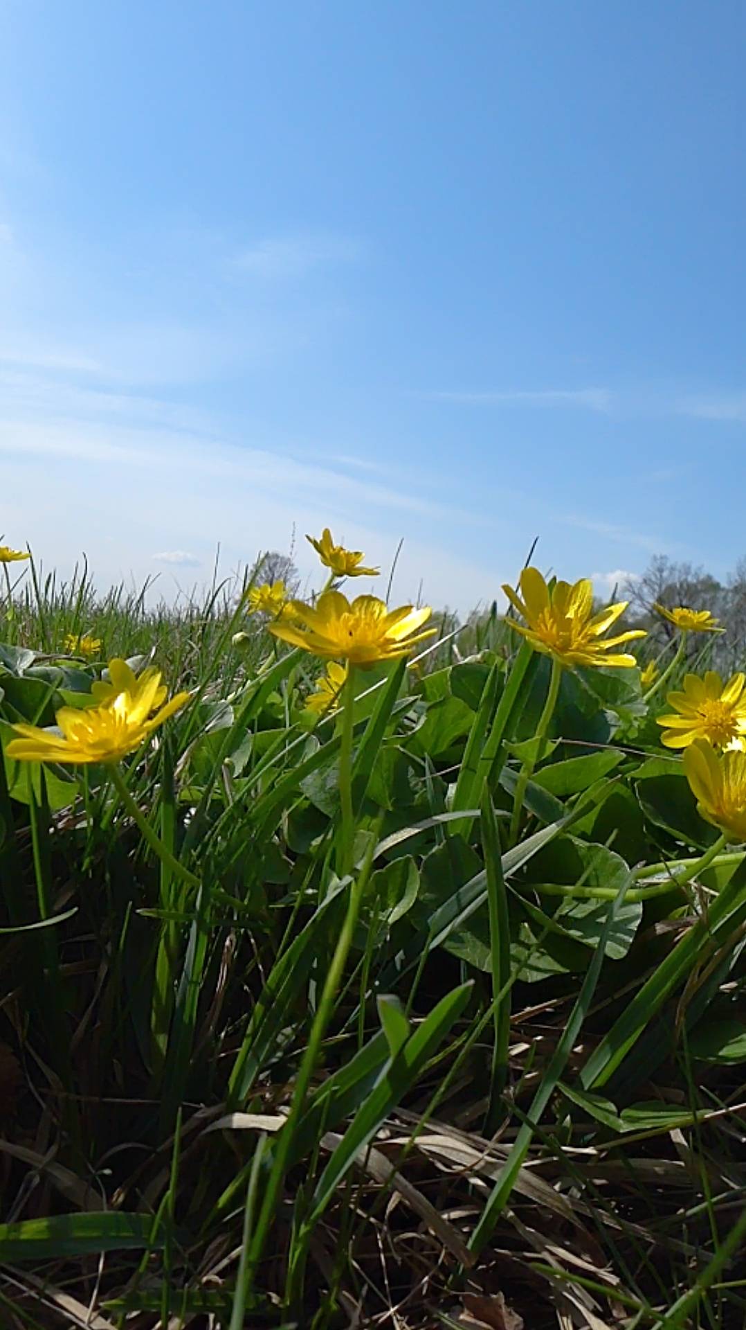 Цветущая, солнечная, ветреная весна 🌿🌳☘️ ☀️