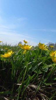 Цветущая, солнечная, ветреная весна 🌿🌳☘️ ☀️