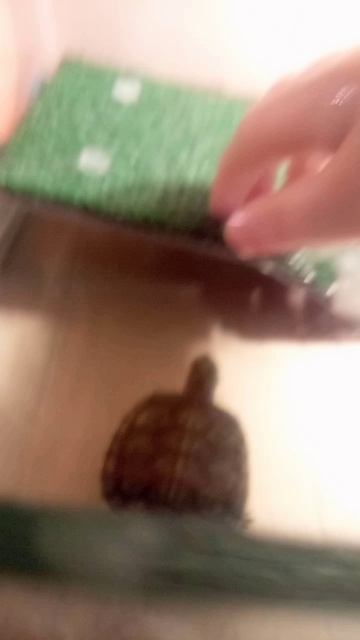 🐢