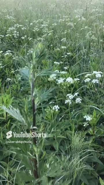 Ленобласть. Хвойное. 16.06.2024. Луговые растения-полынь обыкновенная