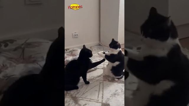 Неожиданные_выходки_пушистиков!_Смешные_моменты_с_котами,_котятами