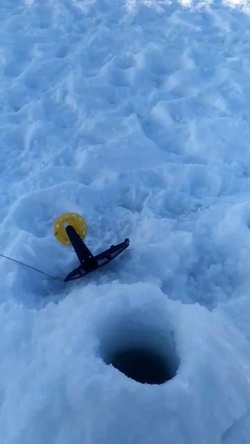 Рыбалка за баней #хищниккузбасса #fishing #рыбалка #форель