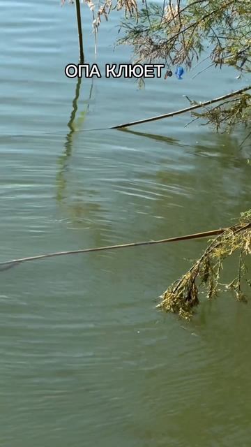 Момент поклевки 🎣