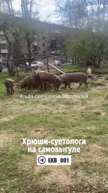 Это самая трогательная история любви от ревдинских свиней, которых отпускают на самовыгул 😭💔