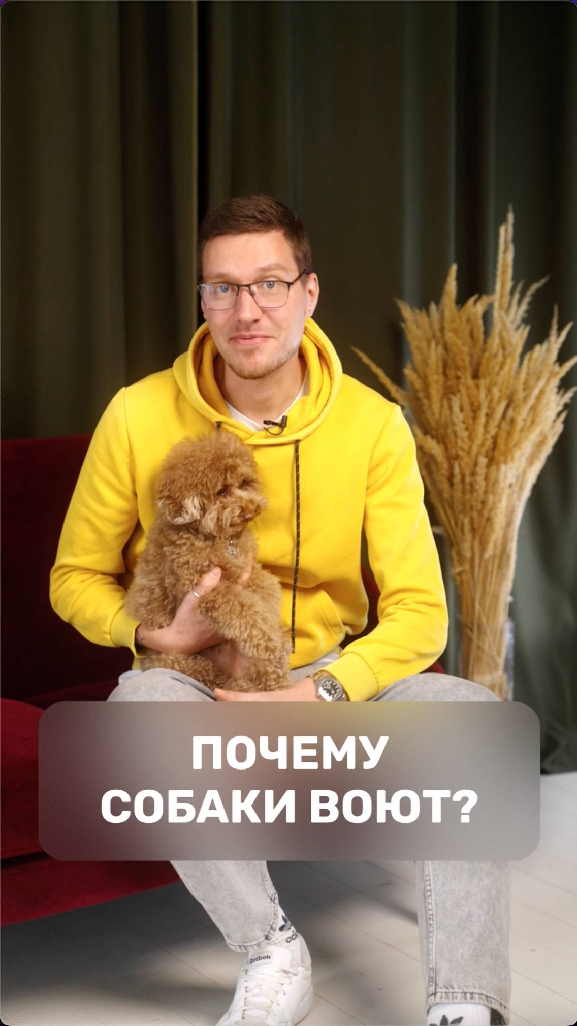 Почему собаки воют?