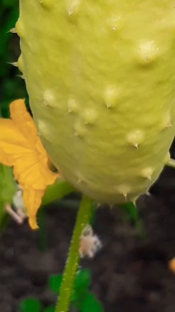 Белые огурцы.#огурчики#огурцывтеплице #теплица #garden