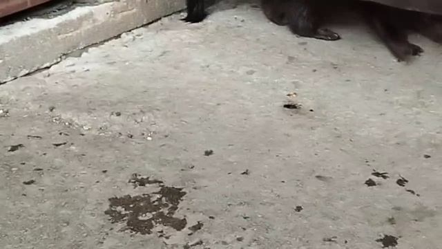 1000029074.mp4