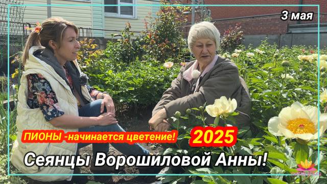 Сеянцы пионов Ворошиловой. Цветение 2025 года! Часть 1 / Сад Ворошиловой