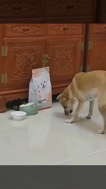 Мягкие ловкие лапки.mp4