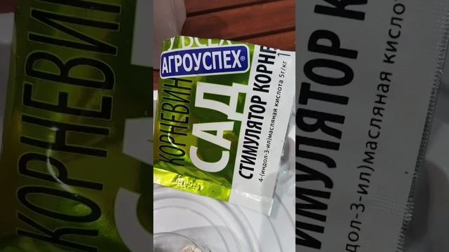 Это есть в овощном магазине. Бесплатные черенки. #сад #?