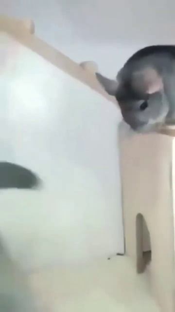 На видео шиншилла не моя!! ( Шушик отдыхает)#music #cat #трен?