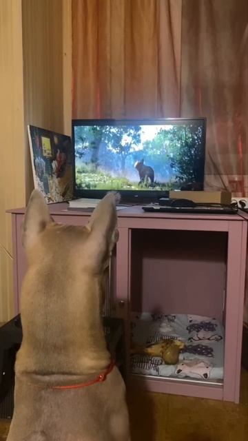 Тюля и телевизор