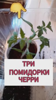 Три помидорки черри