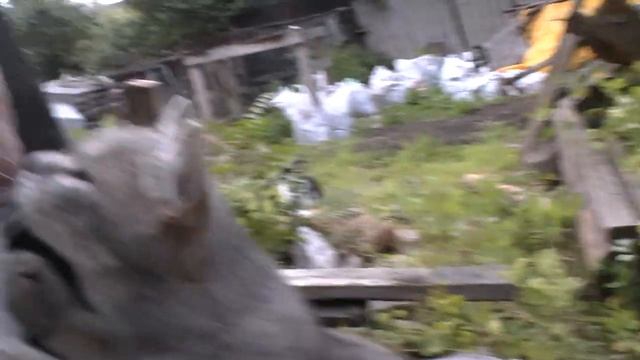 Predatory Cats Sharpen Their Claws / хижаки точать пазурі