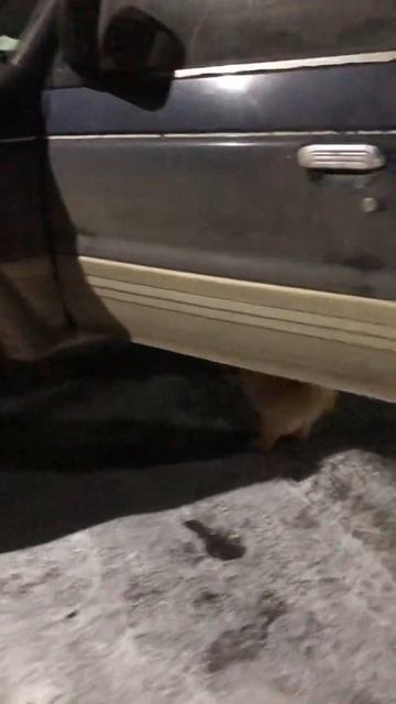 Шпиц Лакки спешит домой 🤣🤣🤣но машина высоковата 🤣🤣🤣