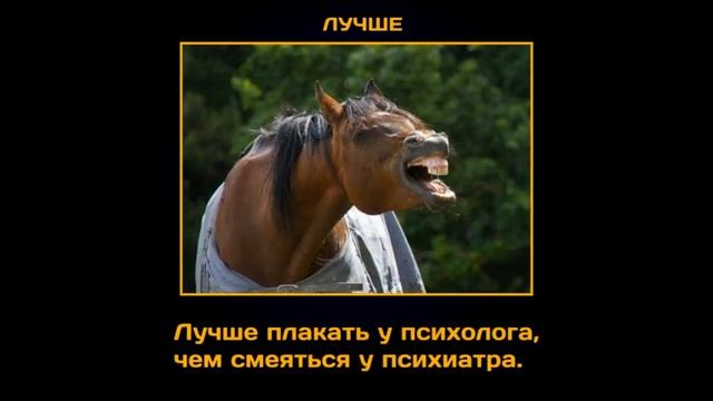 смешные демотиваторы про животных