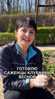 🍓Готовьте саженцы клубники весной, чтобы на следующий год не остаться без урожая✅