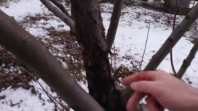 Черный рак яблони. Не медлите с решением!
