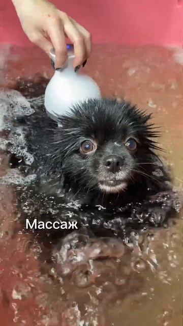 Приводите к нам своих хвостиков расслабиться на SPA-комплексе🤤