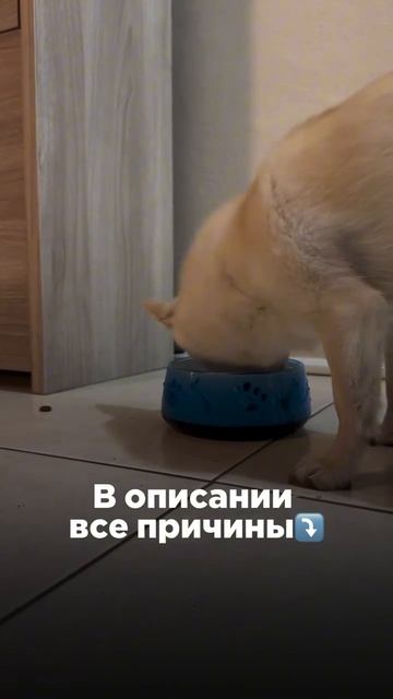 Почему собака не ест из миски?