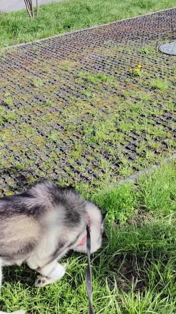 VID_20250507_085103.mp4 Наша утренняя прогулка 🙋💖