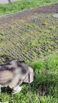 VID_20250507_085103.mp4 Наша утренняя прогулка 🙋💖