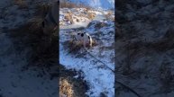 Джесур
