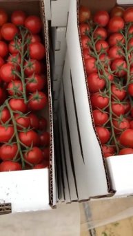 Собранные Черри #производство #tomato #organicfarming #томатныйс
