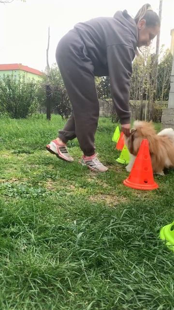 ⛳️Тренування цуценят. Баят. #puppy #шитцу #dogchannel #handling #dogf