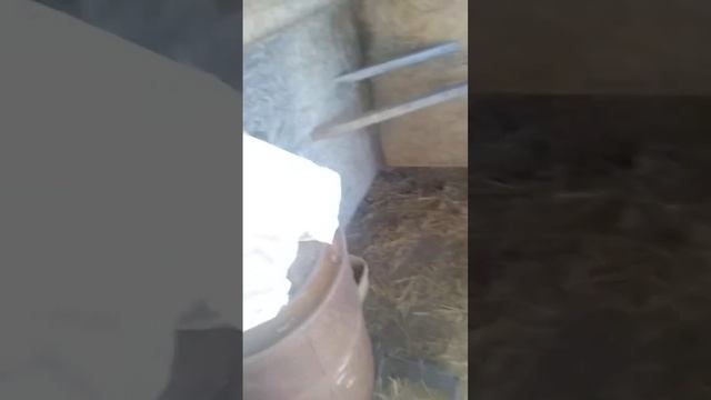 Сарай, подвал
