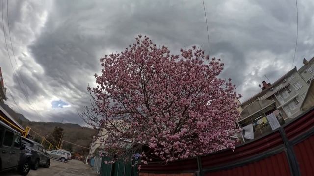 На "Дельфине" наводят порядок, магнолии цветут,Лайк ск?