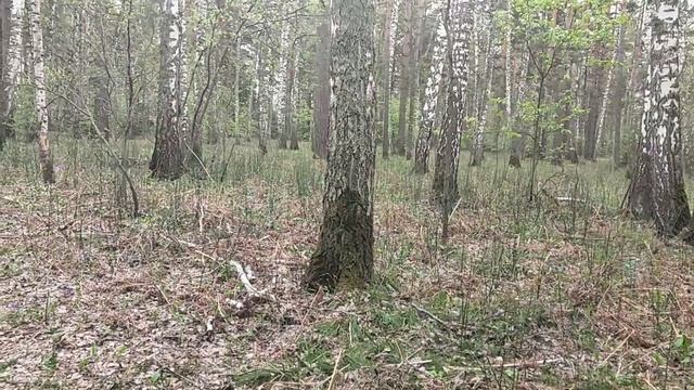 В лесу: хитрость Сталина или о самой большой первоапрельской шутке в современной истории. На Берлин!