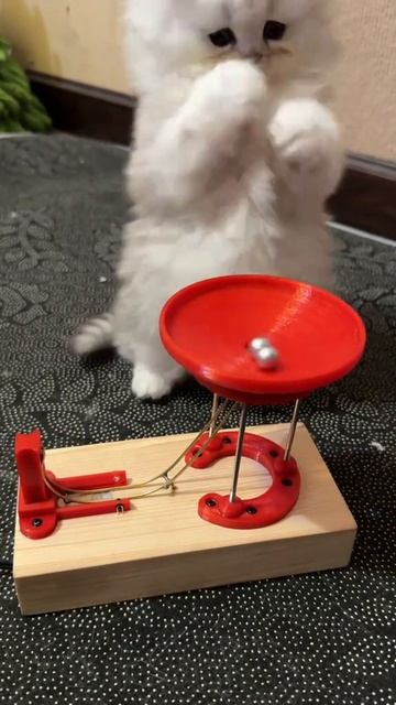 Как занять кота