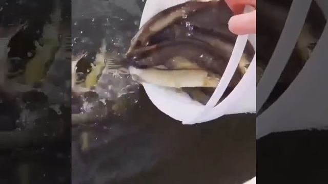 video_7731480890002.mp4
