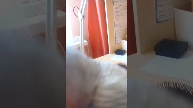 Сумасшедший попугай