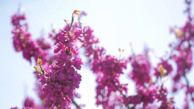ЛЮБОВЬ ПОД ЗАБОРОМ СОСЕДА, ДАЧНАЯ ИСТОРИЯ. Интересные