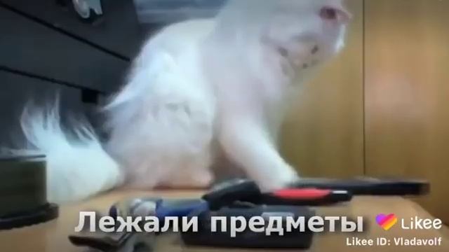 Мем из лайка прыго-кот