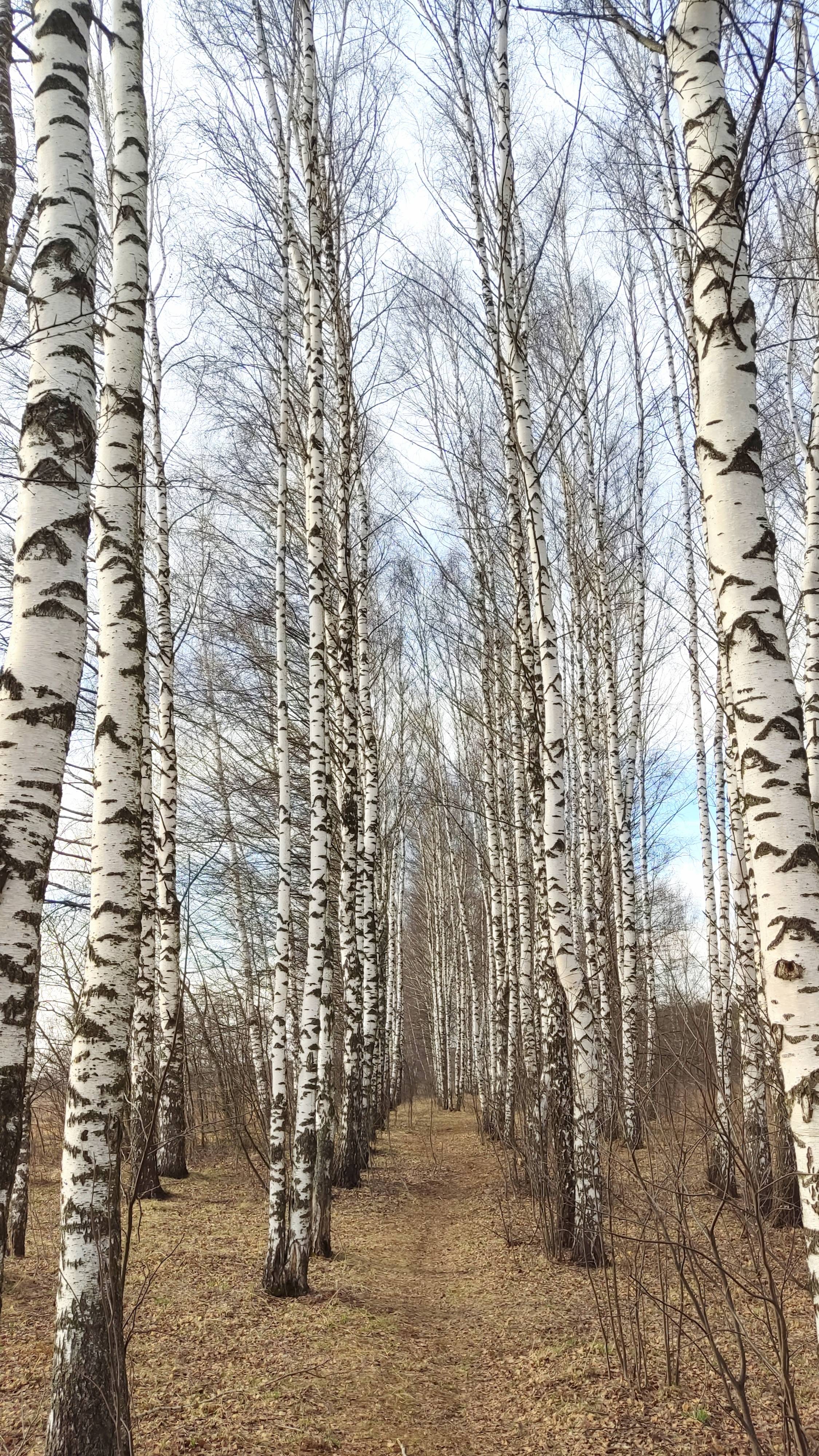 Берёзовый храм😍Весна в #Подмосковье☀️Большие Дворы Павлово-Посадского района. 29.03.2025