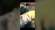 искатели сокровищ копаем с Алисой и с Любой