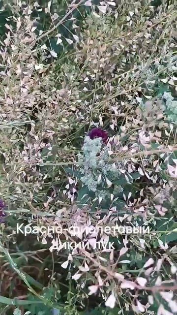 Красно-фиолетовый дикий лук