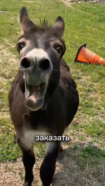 Тандыр "Есаул" с откидной крышкой по т.8-495-764-44-02 или https:/