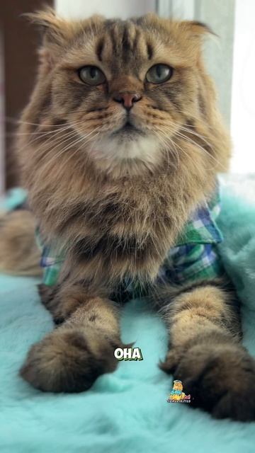 Приветики, девочки!🐾😻 #котики #юмор #милыекотики
