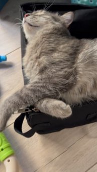 Милый спящий котик 🐱