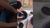 замиакулькас карлик#цветы #цветочки #растения #переса?