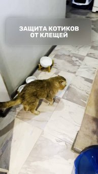 Защита котиков от клещей