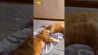 Когда_коты_и_собаки_🐶🐱_объединяются_😂_Новогодний_хаос_обеспечен!