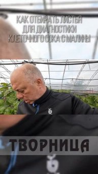 Как отбирать листья для анализа клеточного сока с мал?