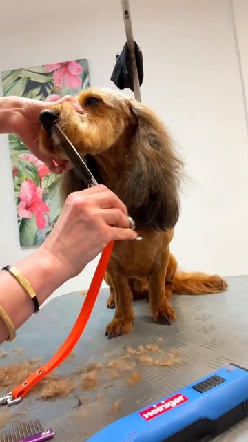 💥Уши Любви ❤️ Шикарный Таксопудель на груминге 🐶