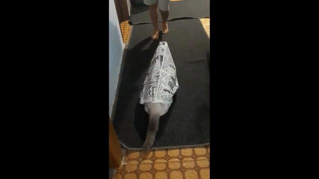 Как моя кошка реагирует на КАРАНТИН