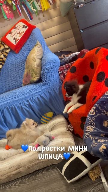 Мини ШПИЦЫ-ПОДРОСТКИ. В линьке #купитьщенка #puppy #shpitz #купитьшпица #минишпиц #шпиц